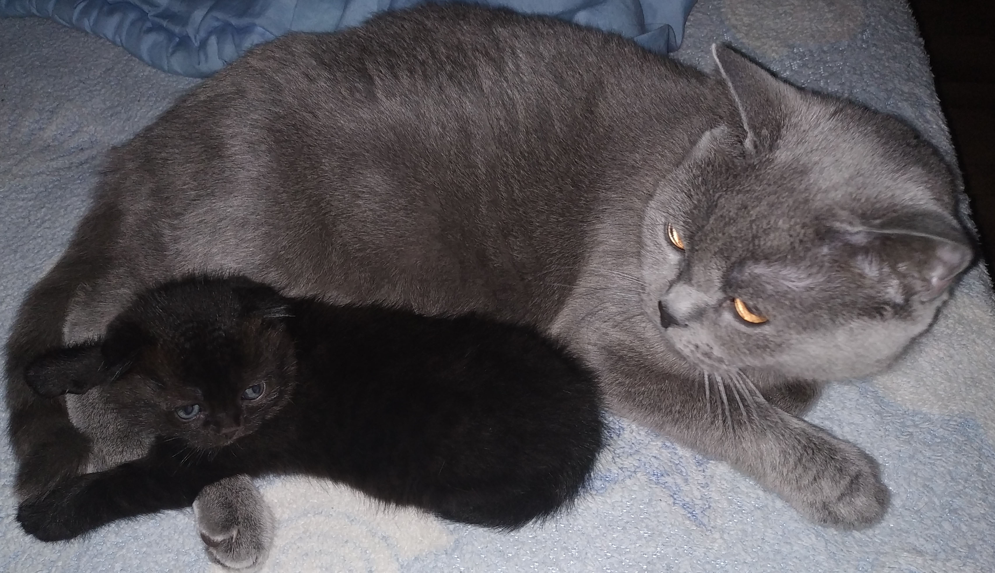 Скоттиш-фолд - котенок окрас шоколад, рядом с мамой скотиш-страйт окрас серый